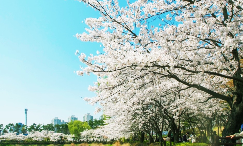 잠실 석촌호수 벚꽃길