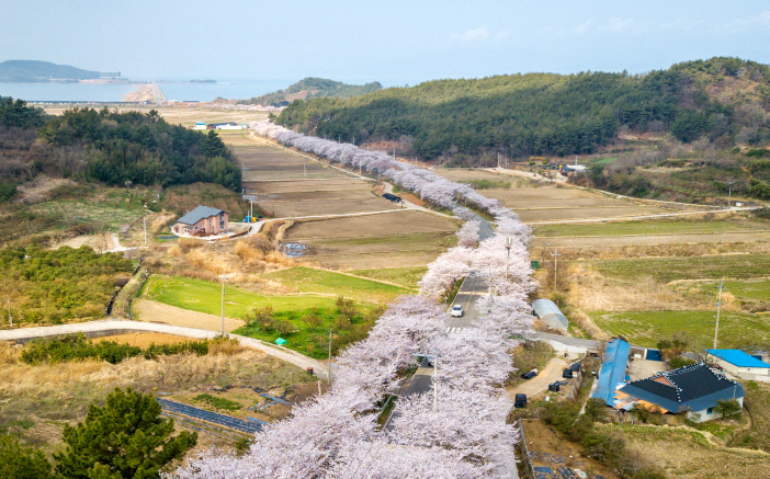 전라남도 고흥만 방조제 벚꽃 명소 베스트 5 벚꽃시기 만개시기 드라이브 코스