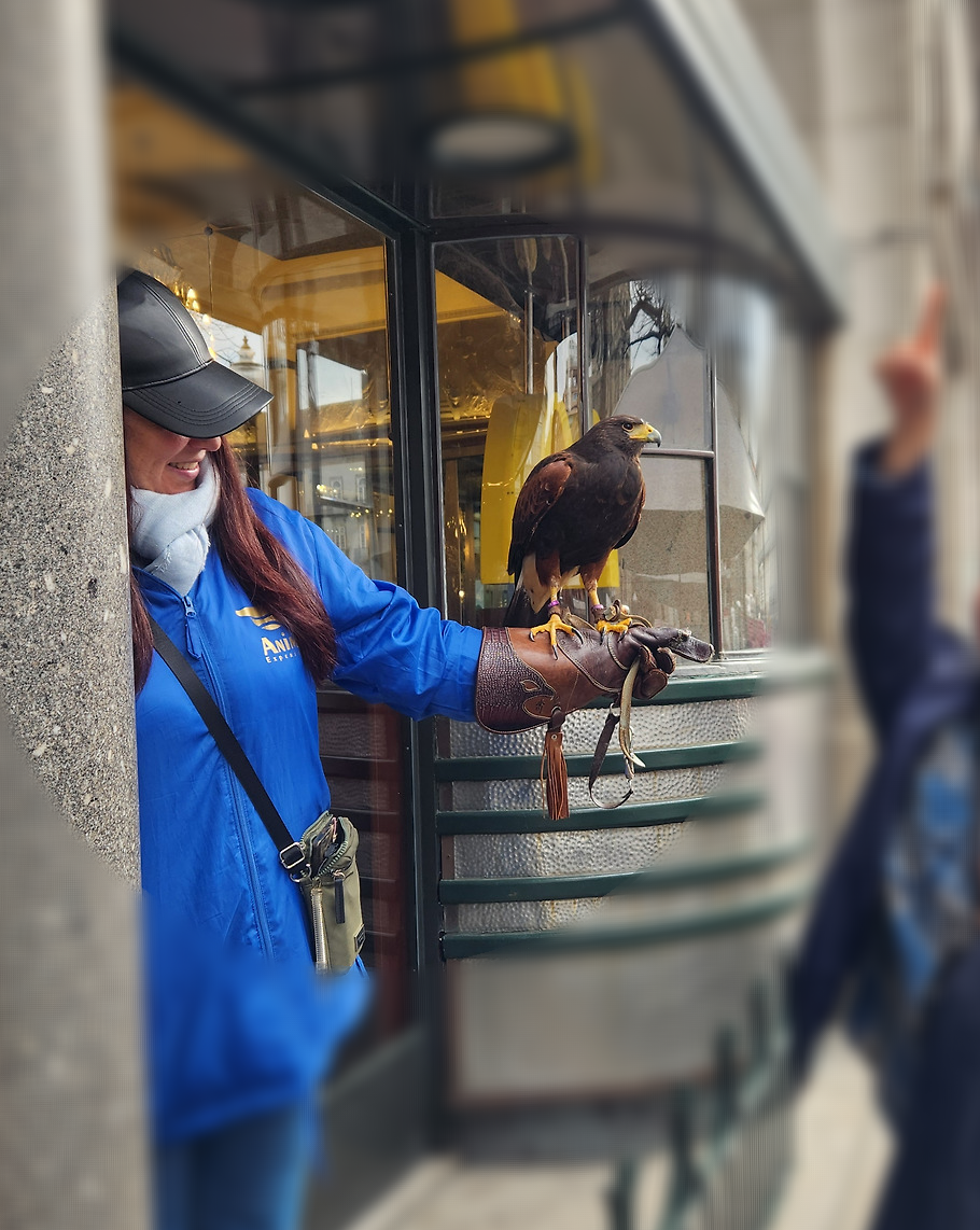 맥도날드 임페리얼