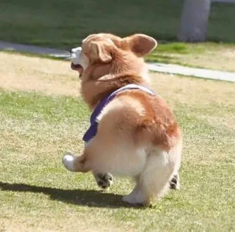 강아지 엉덩이 들이미는 이유 애정표현인지_15