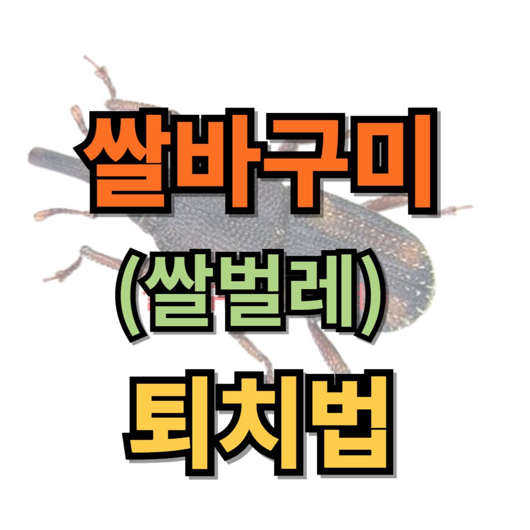 쌀바구미 퇴치법