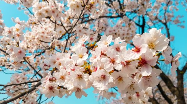 봄의 꽃, 마음 설레게 하는 벚꽃, 꽃비, 벚꽃 개화시기, 축제일정, 명소 정보 Top6