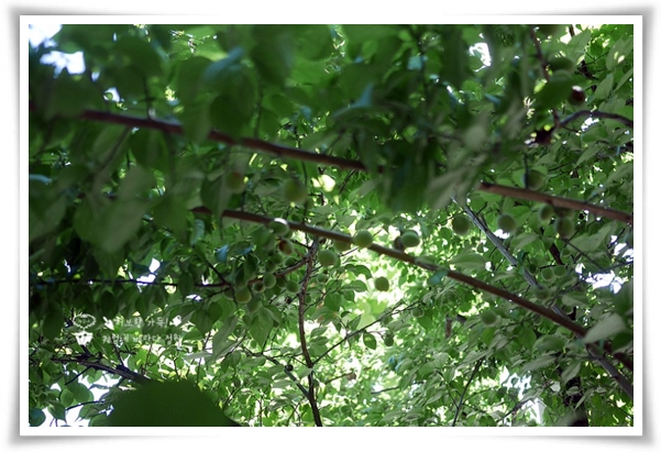 텃밭 "6월, 매실 수확하세요!" 초록빛 활력의 싱그러운 여름의 맛 매실!