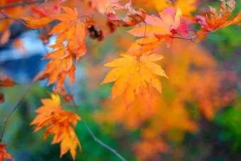 가을 단풍여행 베스트 명소 시니어 추천 코스 완벽 가이드_16