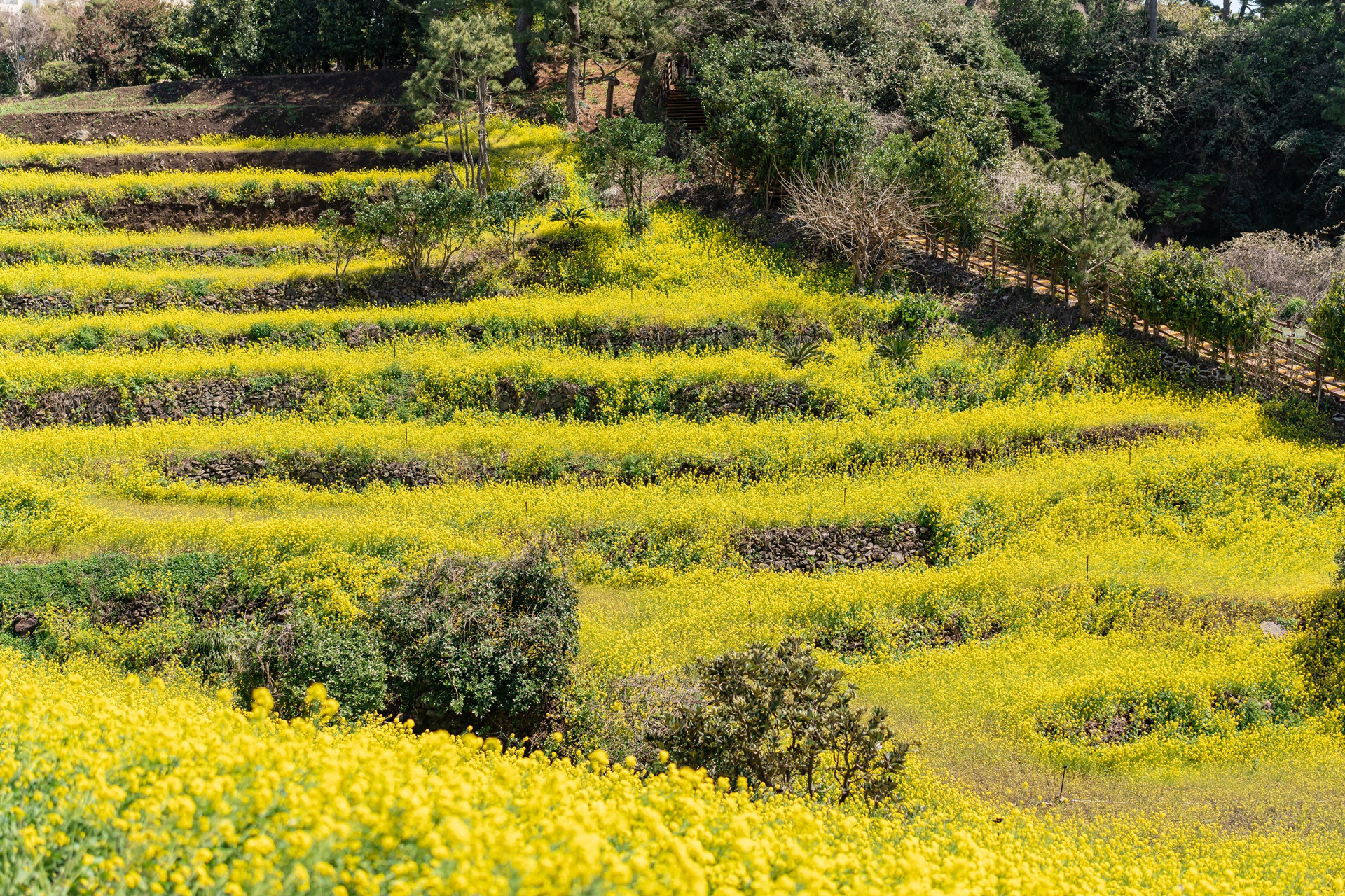 #JW가든 #JW메리어트제주 #댄싱두루미 #더플라잉호그 #아일랜드키친 #유채꽃 #제주사진 #제주여행 #제주유채꽃 #제주호텔