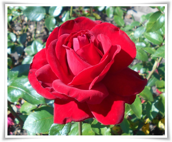 "장미" 천 년의 사랑을 품은 아름다움의 상징 매혹적인 꽃!고