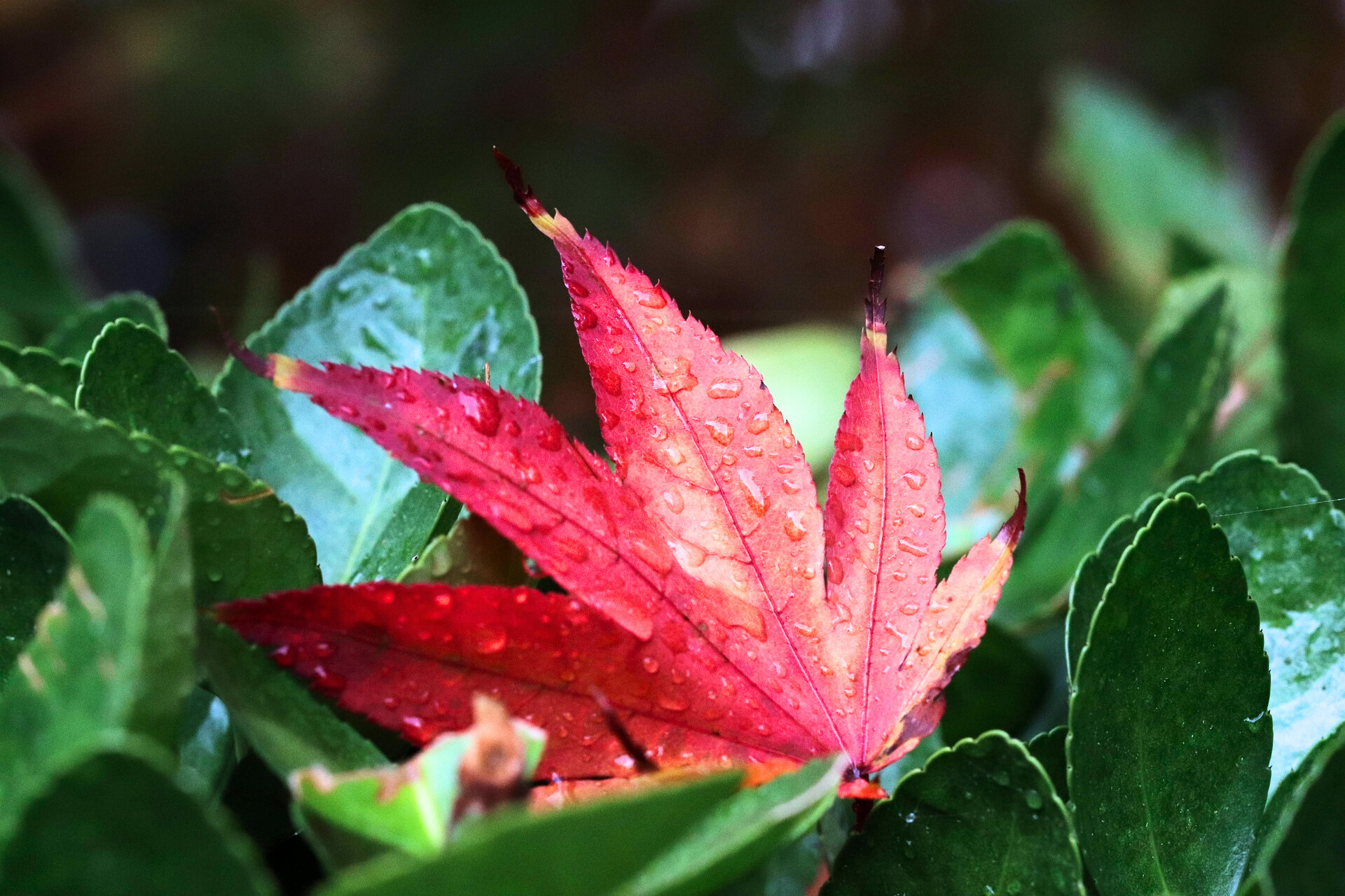 단풍나무 관련 사진