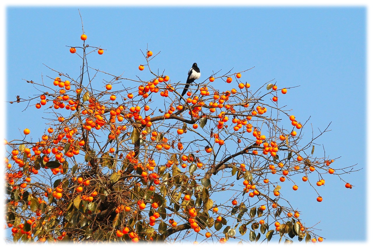 풍성하게 열린 감나무 열매