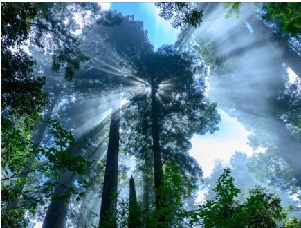 산림복지서비스이용권