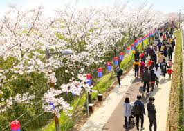 새롭게 봄 신나게 봄 낙동강 정원 벚꽃 축제 기본일정과 프로그램 소개 삼락 벚꽃 축제