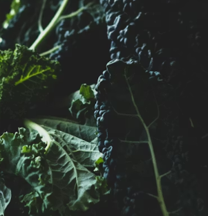 무좀에 좋은 음식 영양제 식단