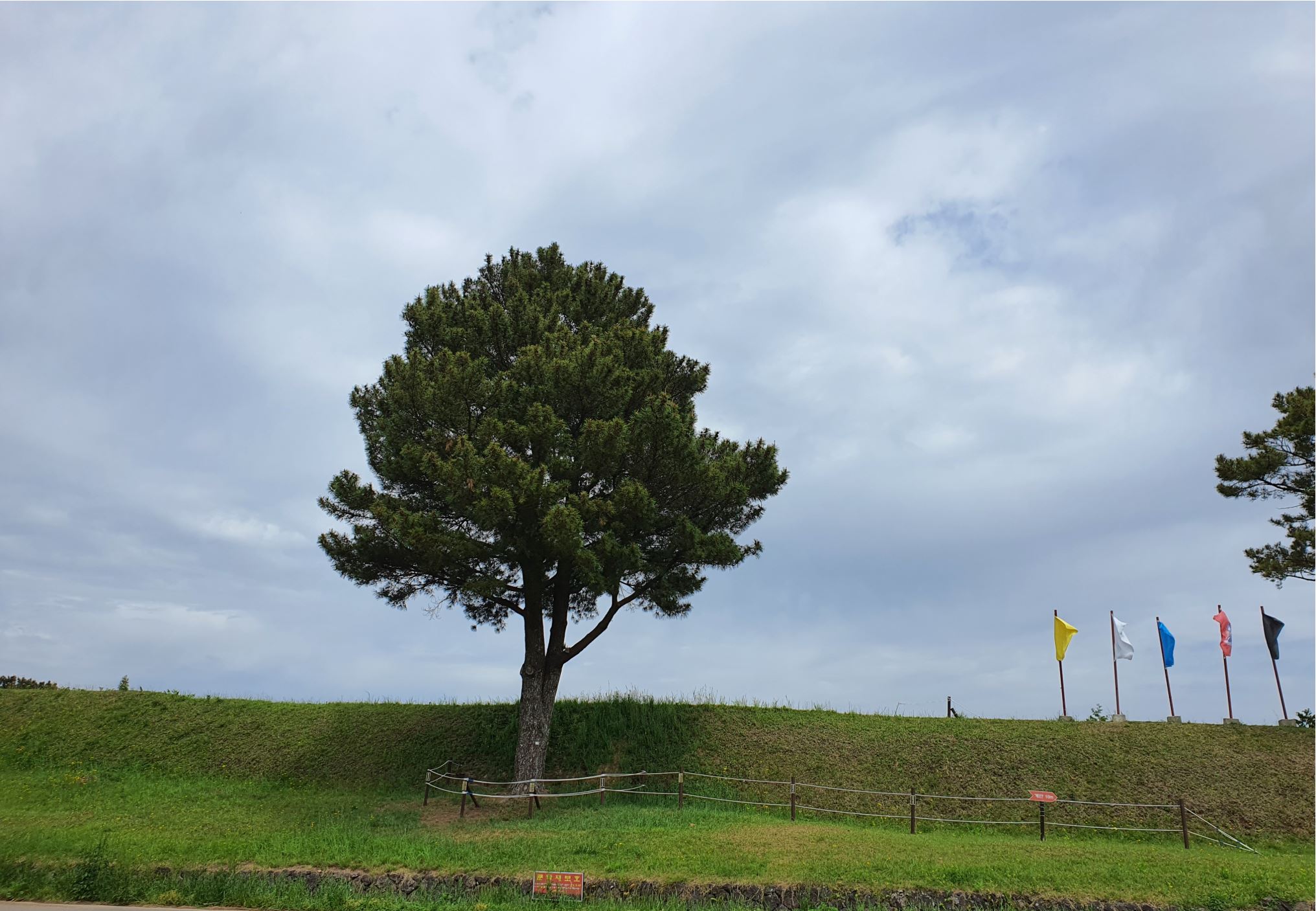 제주 항파두리 항몽유적지 양귀비 꽃밭 나홀로나무
