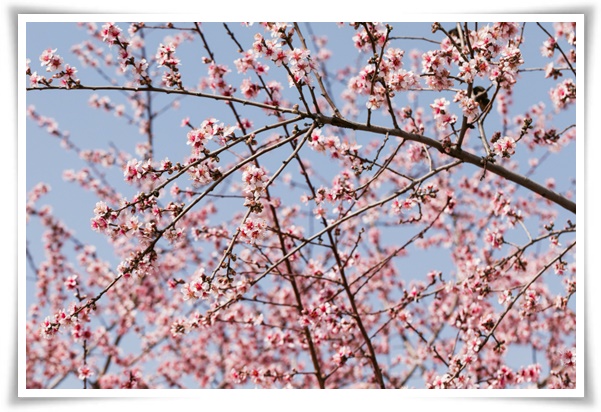 "살구꽃과 살구" 수줍은 듯 피어나는 봄 날의 은밀한 분홍빛 속삭임!