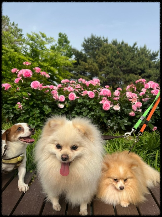 포항에서 반려동물과 함께하는 힐링 페스티벌&amp;#44; 놓치지 마세요!