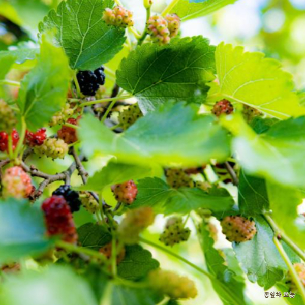 뽕잎차 효능 알아보고 드세요!
