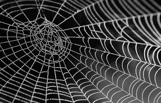 도시 재개발로 사라지는 거미 생태계와 미세생물 군집의 붕괴