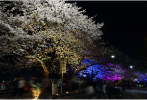 여의도 봄꽃축제 