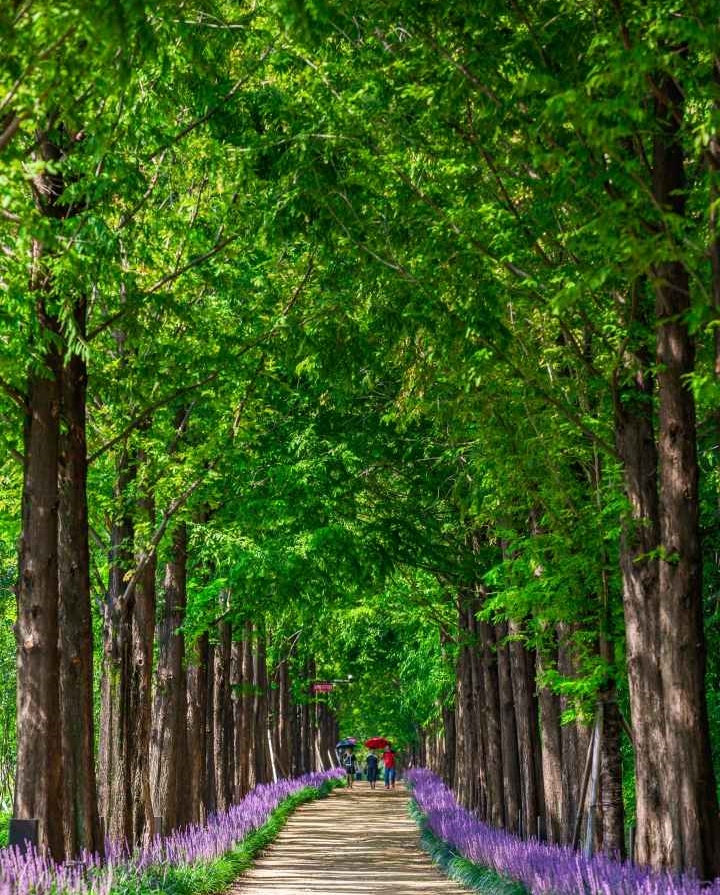 영천 우로지 자연생태공원 맥문동