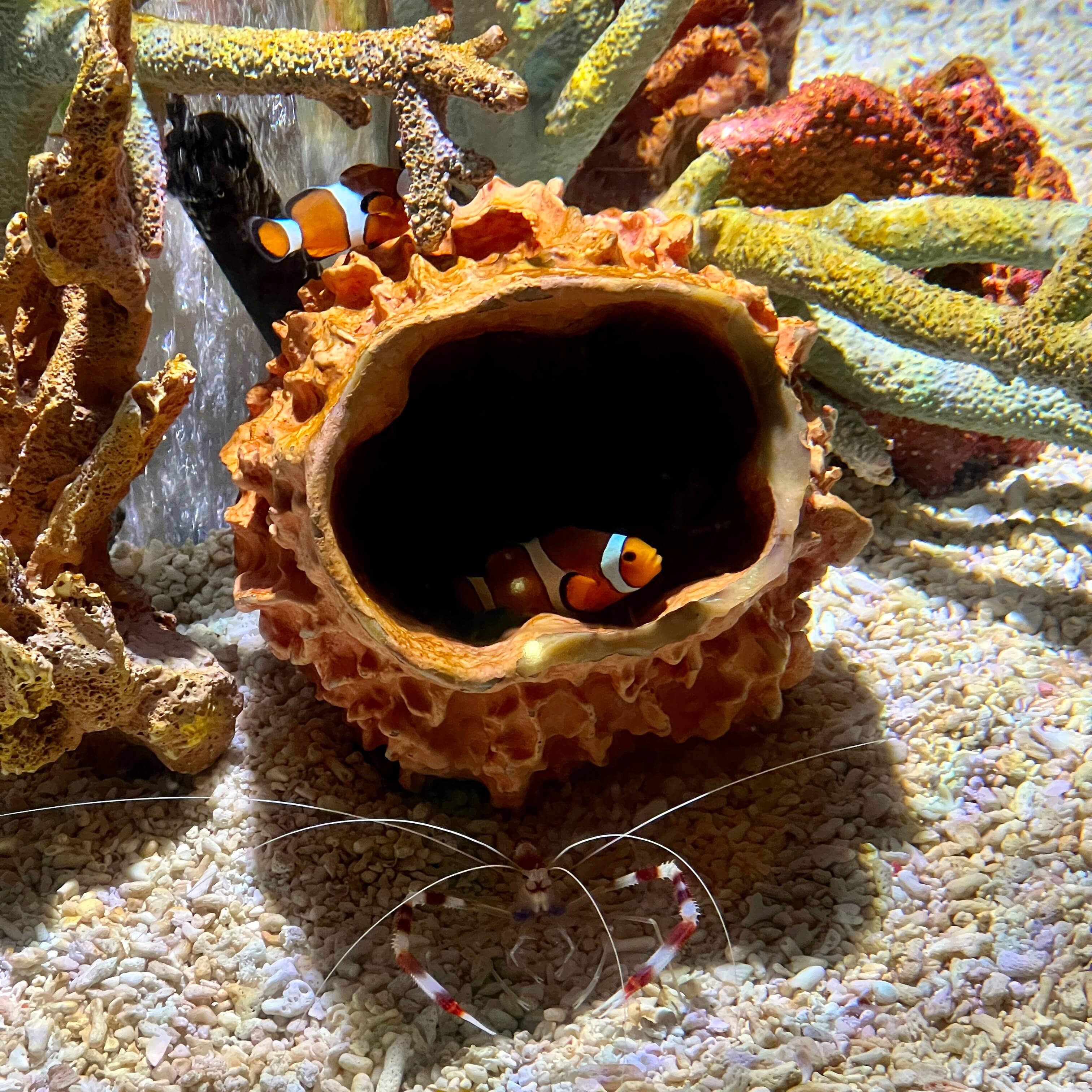 amphiprioninae-nemo