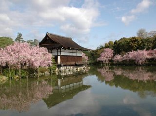 일본 벚꽃 개화 시기 벚꽃 명소 추천!