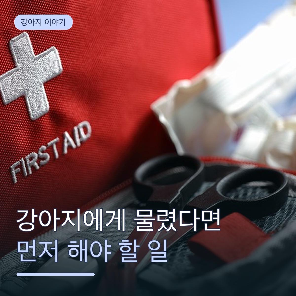 강아지에게 물렸을 때 대처법|우리 집 강아지와 다른 사람 강아지, 어떻게 다를까?