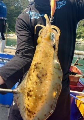 무늬오징어 효능