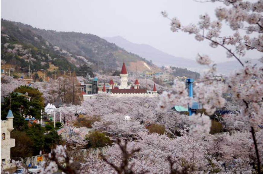 진해 군항제 벚꽃 개화
