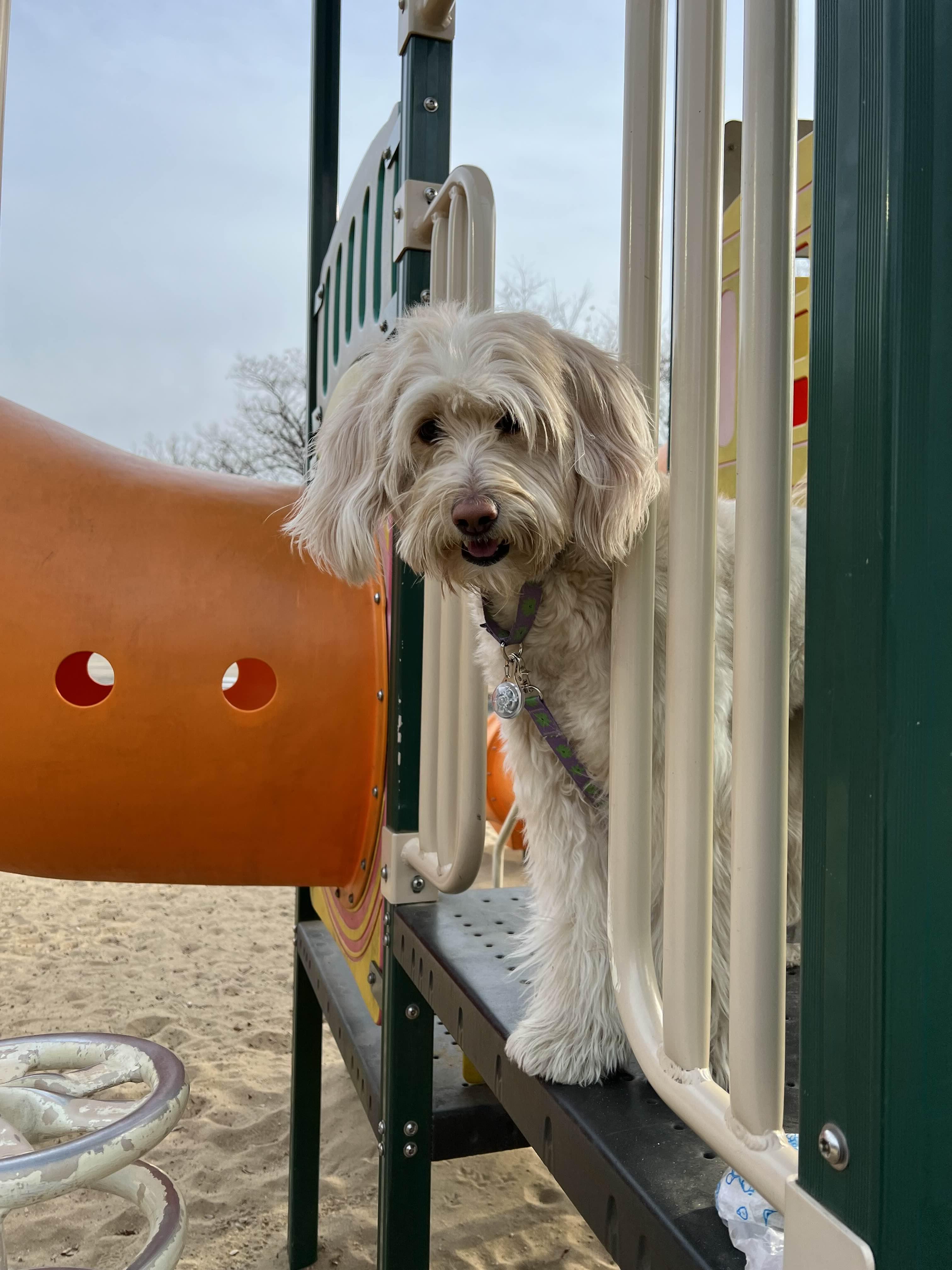 국제강아지의날 강아지놀이터 골든두들 goldendoodle