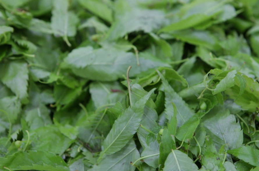 한국의 떡 종류 느티떡