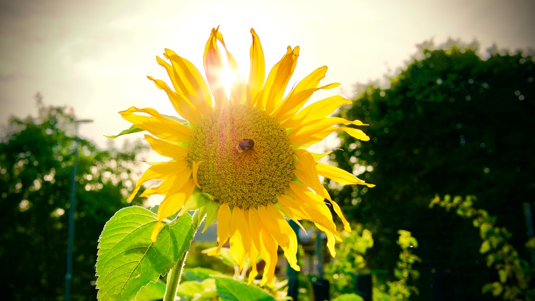 Sunshine Loan