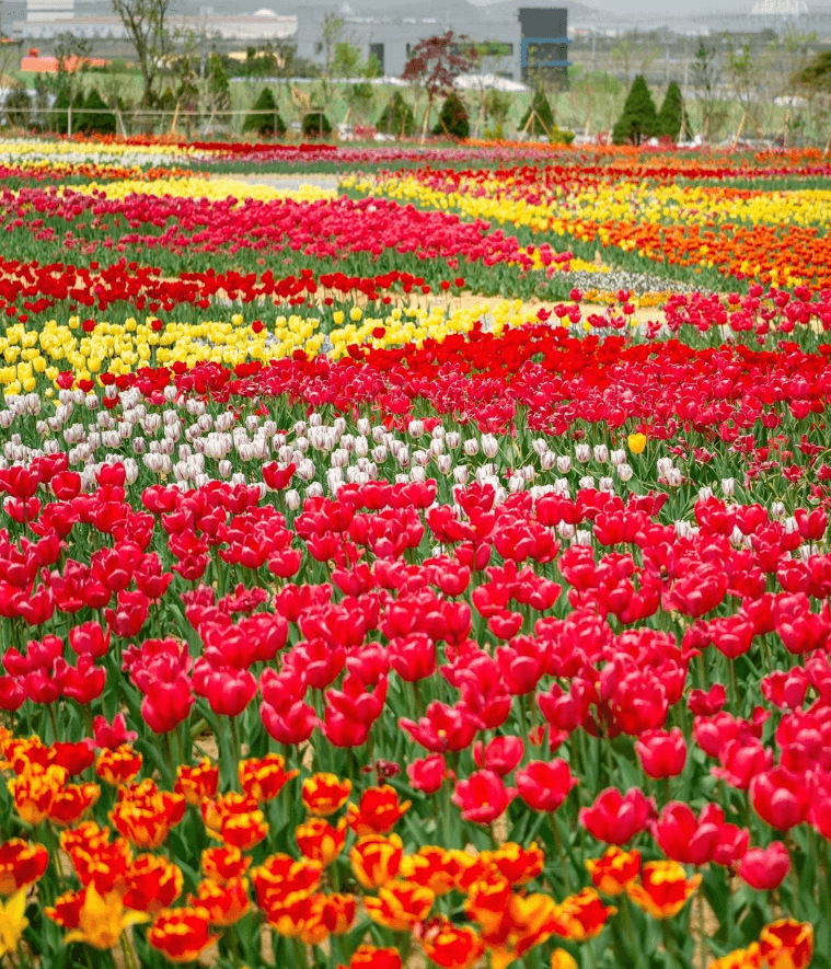 2025 풍기인삼축제 일정& 주차장