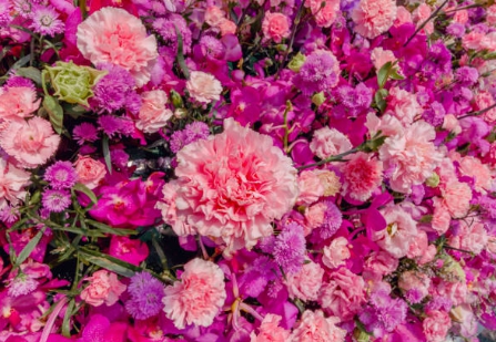 예쁜 꽃축제 가서 찍은 사진