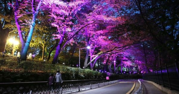 봄 나들이 벚꽃