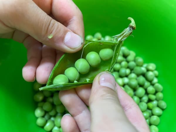 완두콩 손질 - 껍질 까기