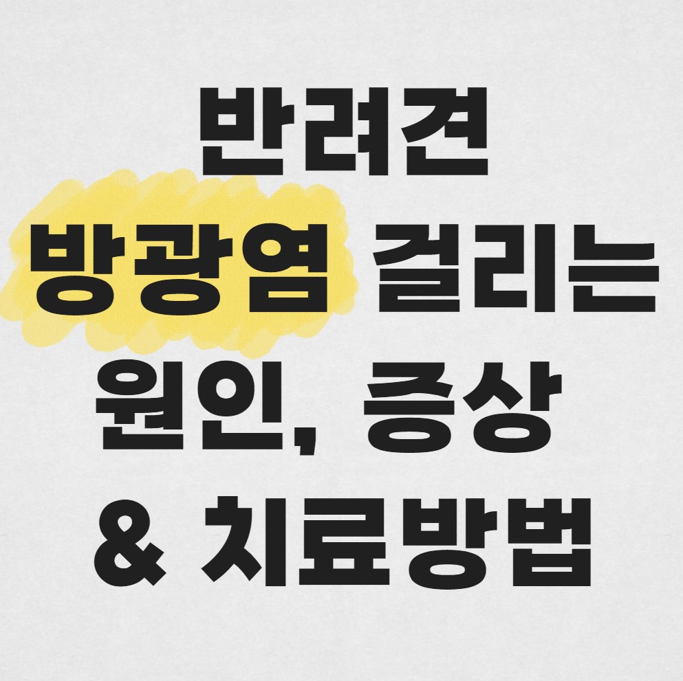 강아지-방광염-원인과-증상,-치료방법