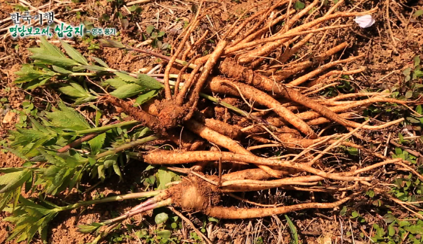 도라지_효능