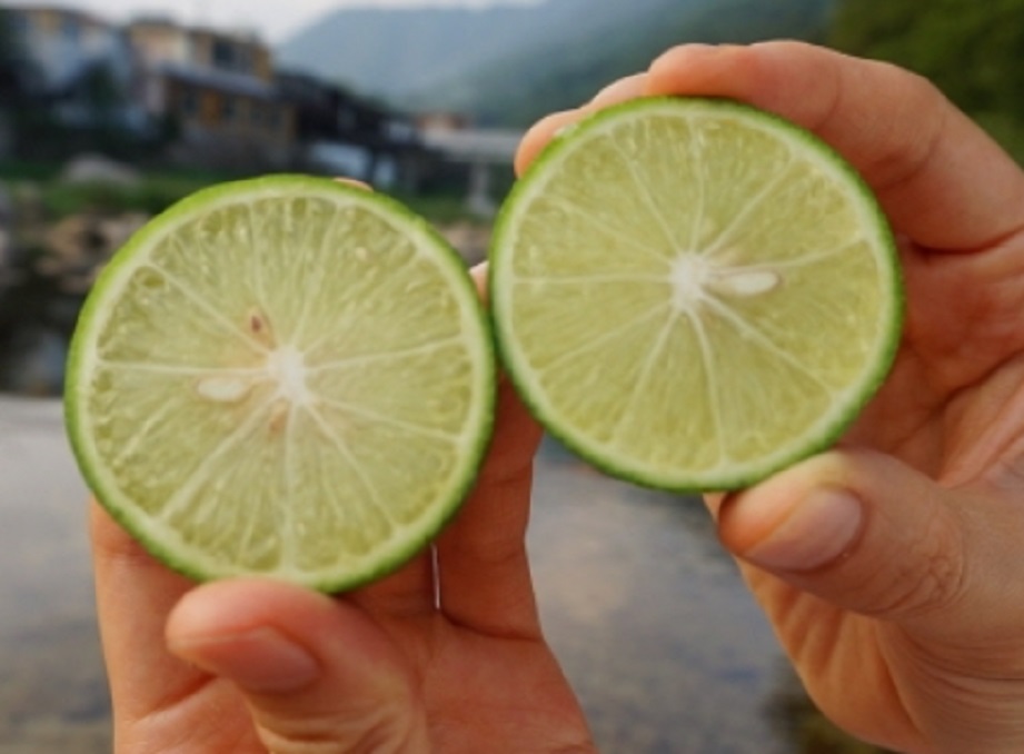 동네한바퀴-하동-열대과일-농장-박철경-열대정글농장