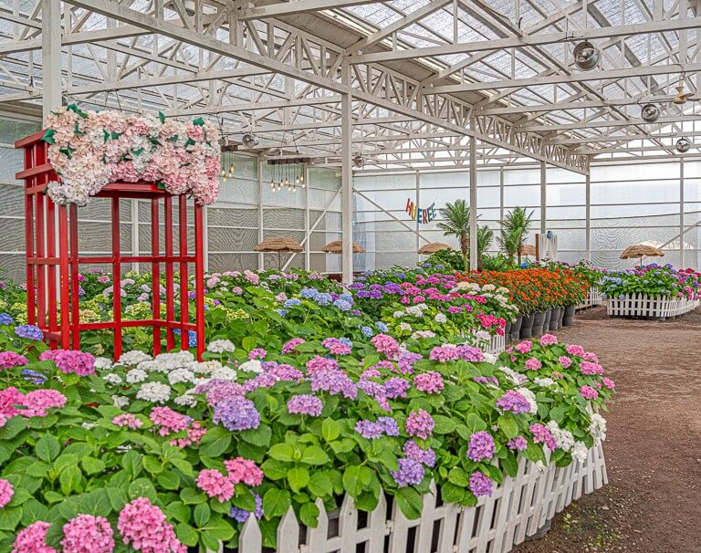 2025년 휴애리 봄 수국축제 완벽 가이드 : 오색빛깔 아름다운 수국 축제!!