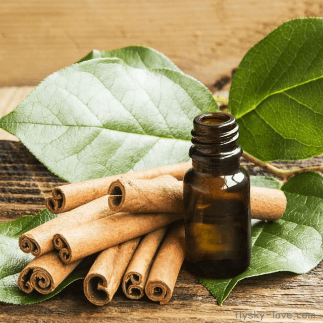 시나몬 (Cinnamon), 시나몬 오일