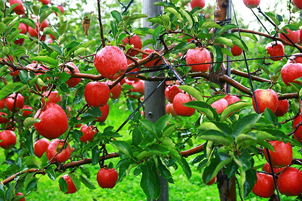 사과즙 010-8978-1747