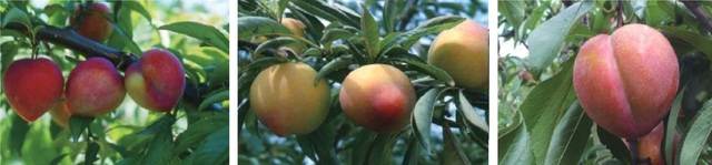 대석, 포모사, 추희