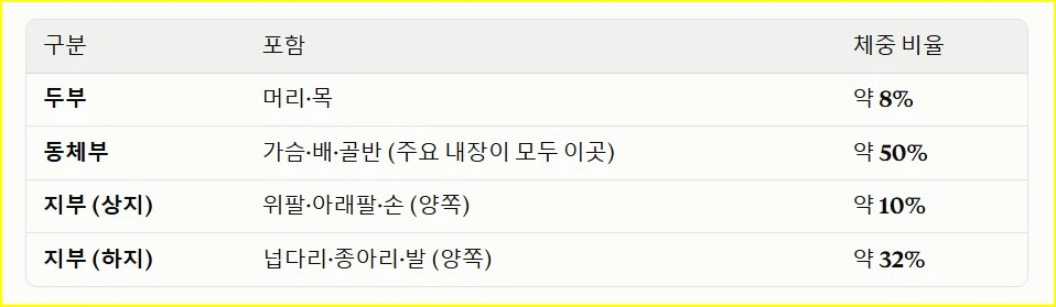 인체의 분류