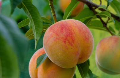 복숭아 효능, 칼로리, 종류 총정리 (2024ver)