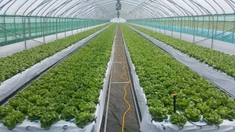 로메인 재배 재식 거리 통풍 확보 병해 줄이기_9