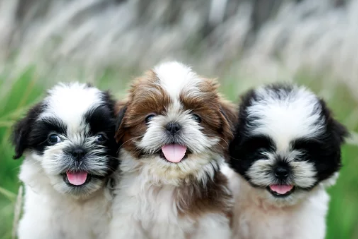 시츄/출처:어도비스톡