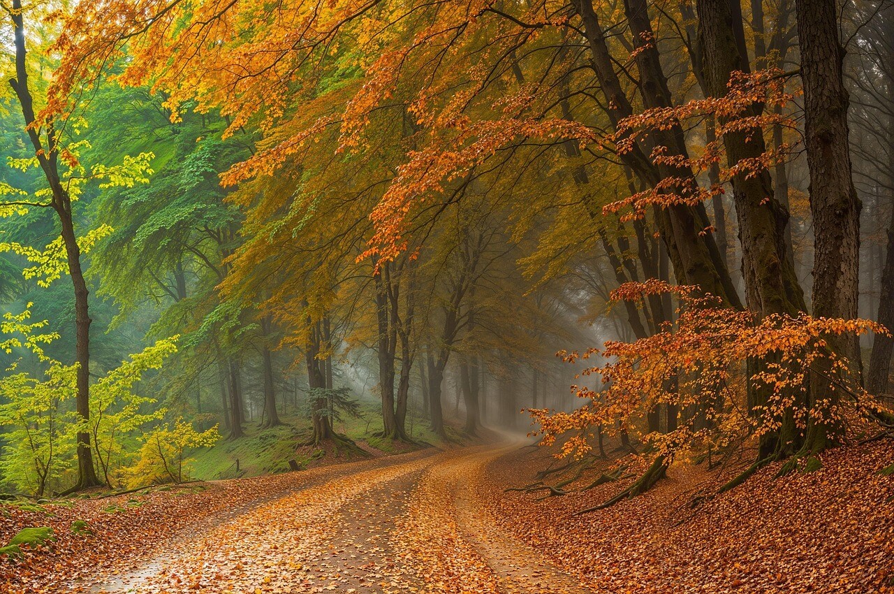 한우 간정맥 분지 해부학: 수술과 진단에 꼭 필요한 정보