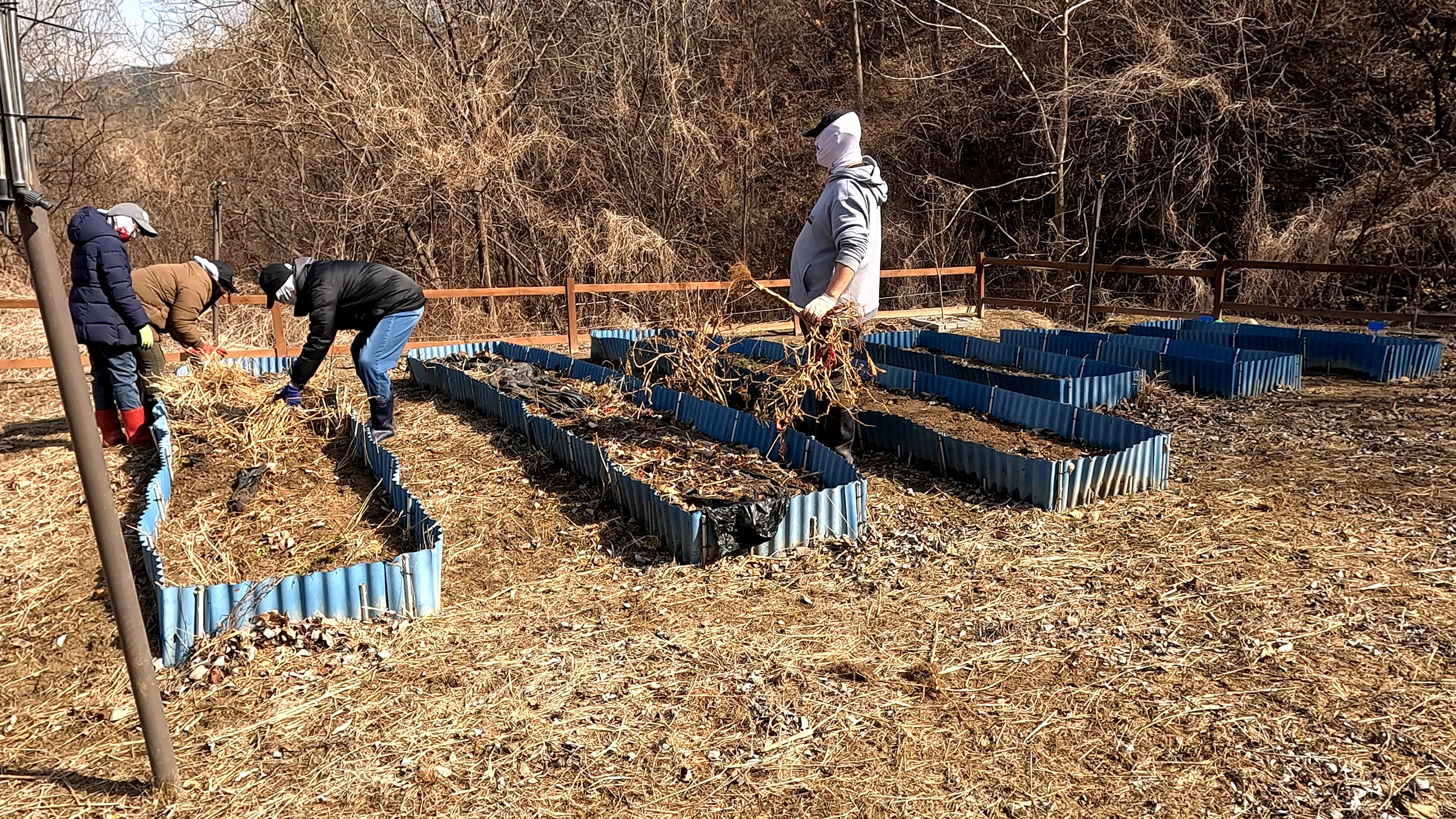 가족들이 파란색 텃밭 경계 안에 쌓인 마른 줄기와 잡초를 걷어내며 봄맞이 주말농장 대청소를 하는 모습