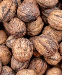 호두 효능과 부작용 하루섭취량 먹는방법 고르는법