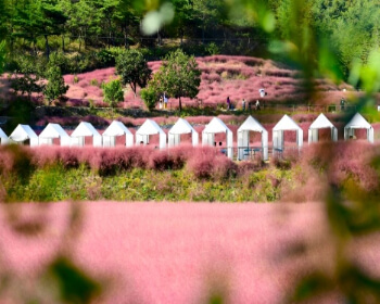 고창 핑크뮬리 축제_1