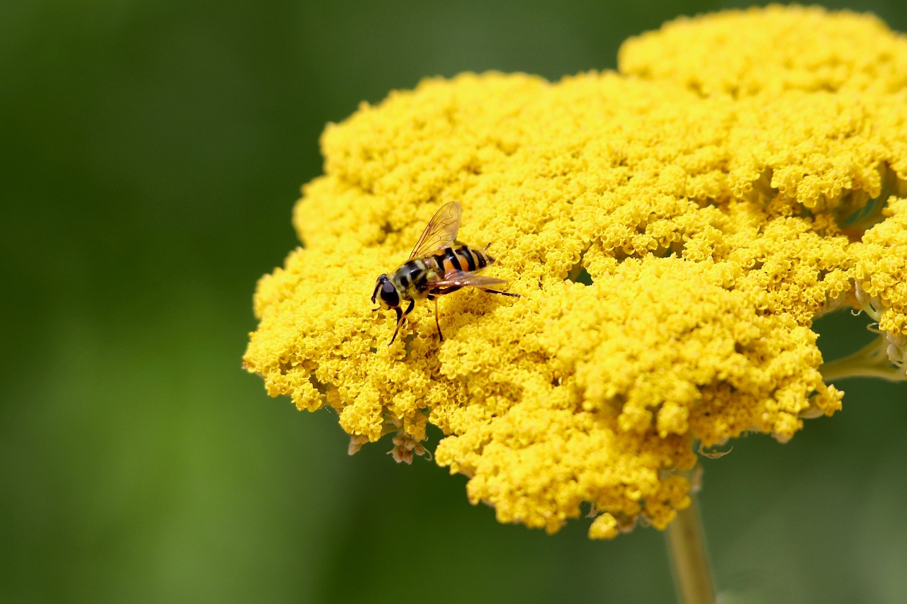 꽃등에는 꿀벌을 닮은 파리